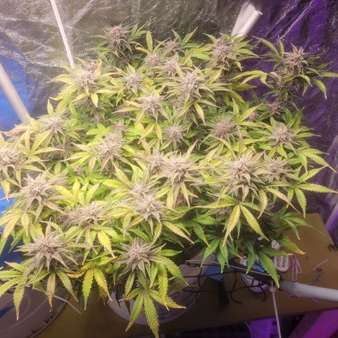 Sour diesel auto 2 growlog timeline photo