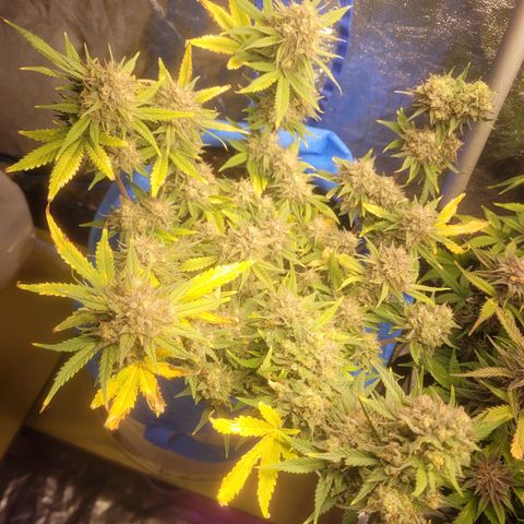Sour deisel auto 1 growlog timeline photo