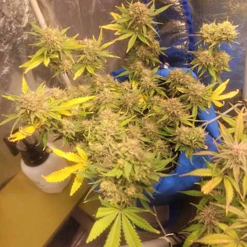 Sour deisel auto 1 growlog timeline photo