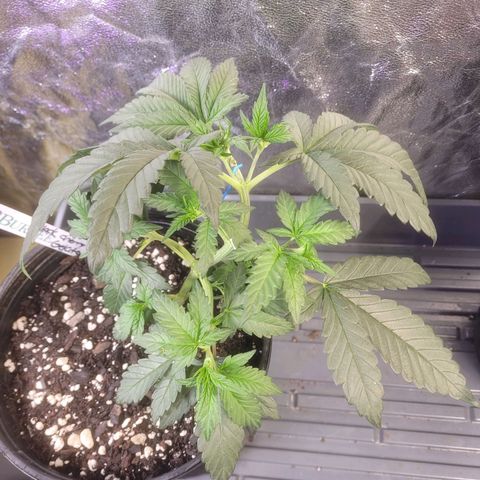 Cherry gelato 3  growlog timeline photo