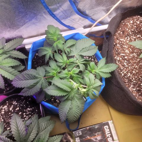 Dosi cookie  growlog timeline photo