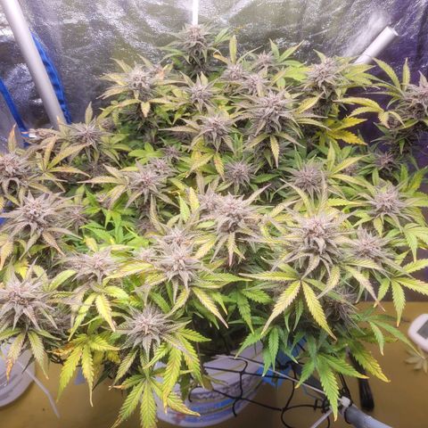 Sour diesel auto 2 growlog timeline photo