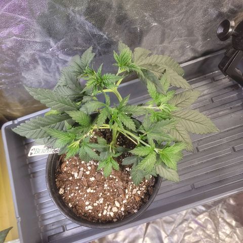 Cherry gelato 3  growlog timeline photo