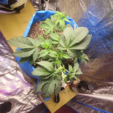 Dosi cookie  growlog timeline photo
