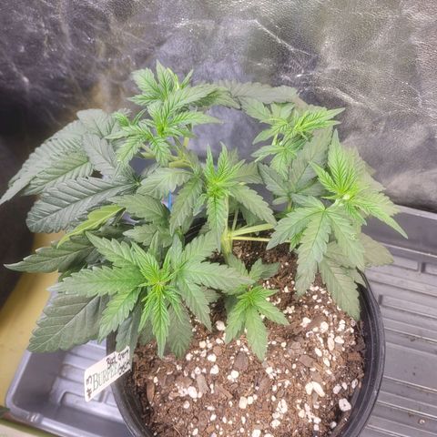 Cherry gelato 3  growlog timeline photo
