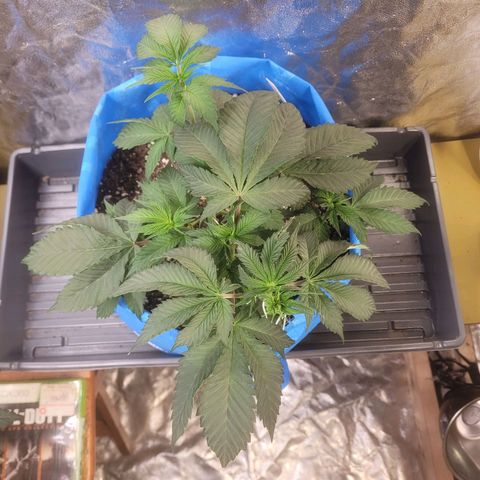 Dosi cookie  growlog timeline photo