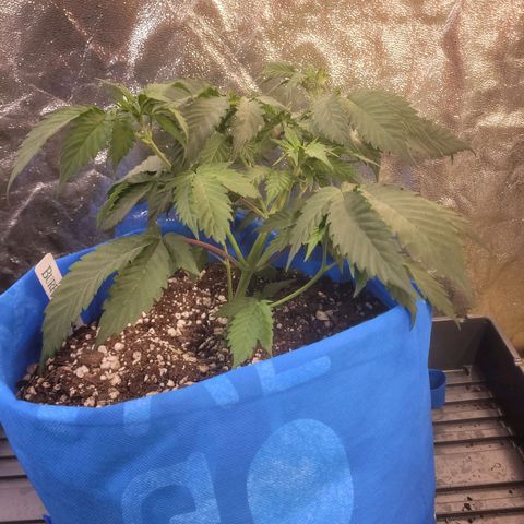 Dosi cookie  growlog timeline photo