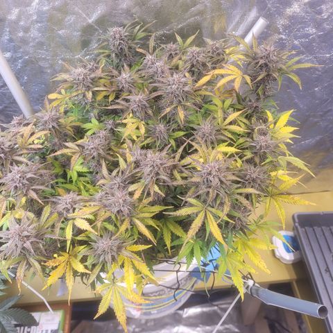 Sour diesel auto 2 growlog timeline photo