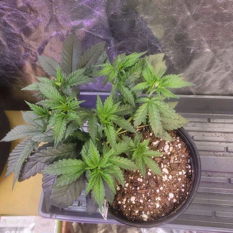 Cherry gelato 3  growlog timeline photo