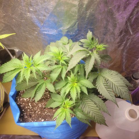 Dosi cookie  growlog timeline photo