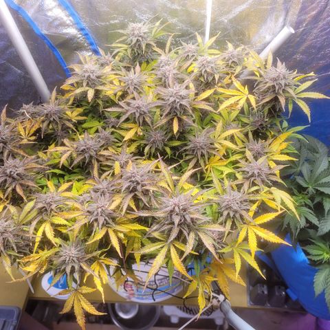 Sour diesel auto 2 growlog timeline photo