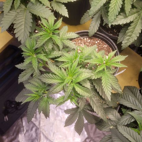 Cherry gelato 3  growlog timeline photo