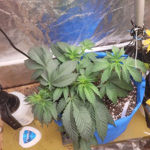 Dosi cookie  growlog timeline photo