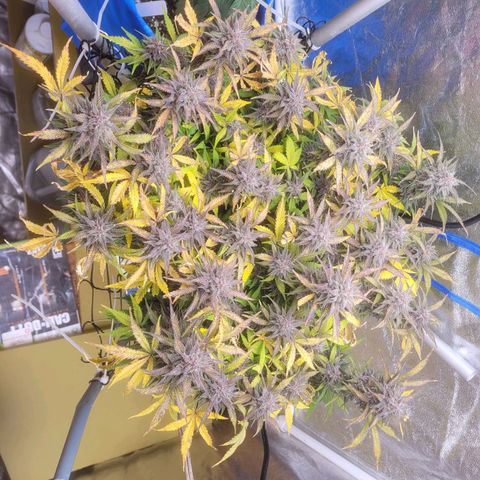 Sour diesel auto 2 growlog timeline photo