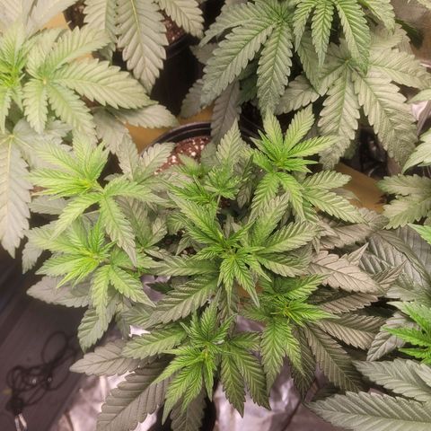 Cherry gelato 3  growlog timeline photo