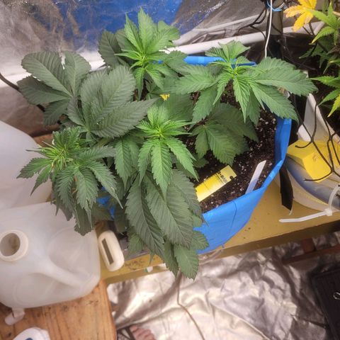 Dosi cookie  growlog timeline photo