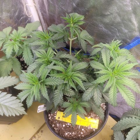 Cherry gelato 3  growlog timeline photo