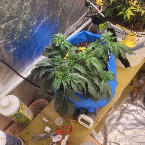 Dosi cookie  growlog timeline photo