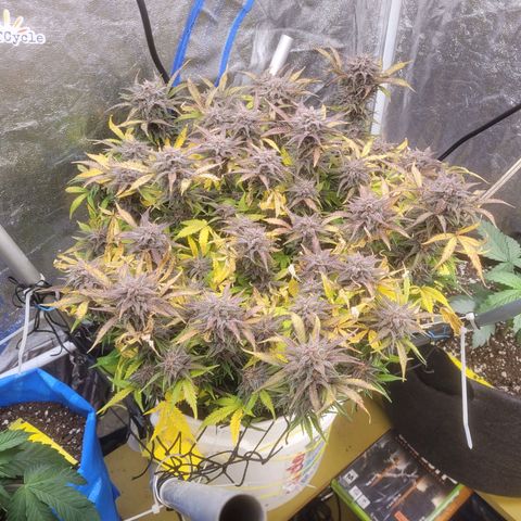 Sour diesel auto 2 growlog timeline photo