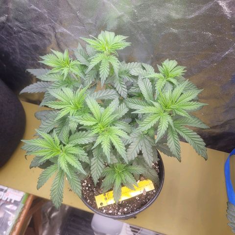 Cherry gelato 3  growlog timeline photo