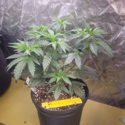 Cherry gelato 3  growlog timeline photo
