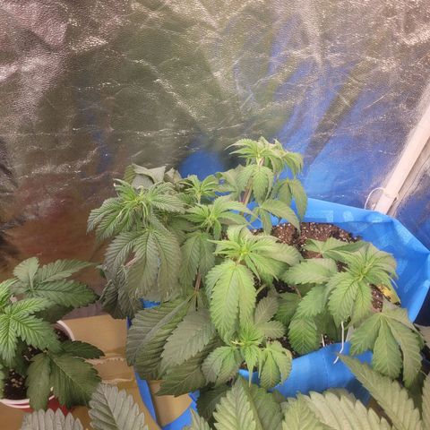 Dosi cookie  growlog timeline photo