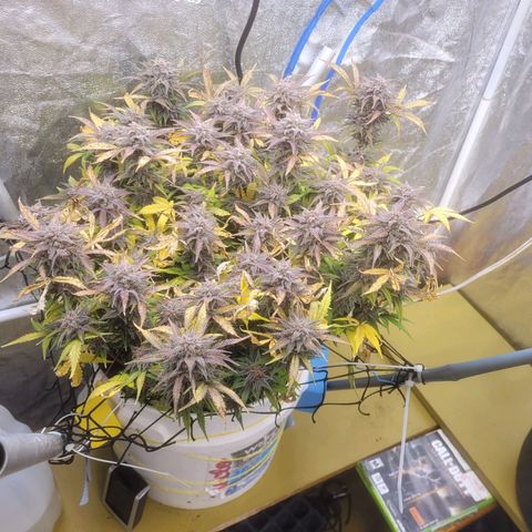Sour diesel auto 2 growlog timeline photo