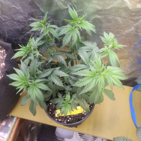 Cherry gelato 3  growlog timeline photo