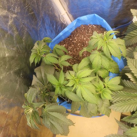 Dosi cookie  growlog timeline photo