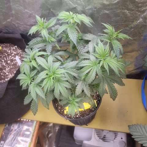 Cherry gelato 3  growlog timeline photo