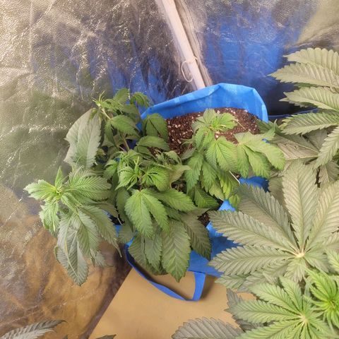 Dosi cookie  growlog timeline photo