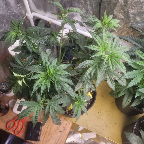 Cherry gelato 3  growlog timeline photo