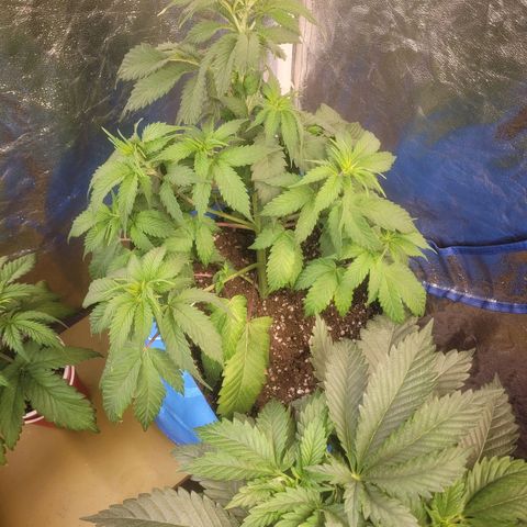 Dosi cookie  growlog timeline photo