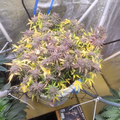 Sour diesel auto 2 growlog timeline photo