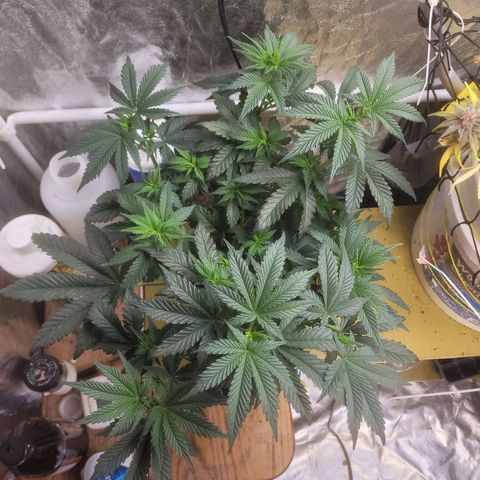 Cherry gelato 3  growlog timeline photo