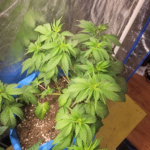 Dosi cookie  growlog timeline photo