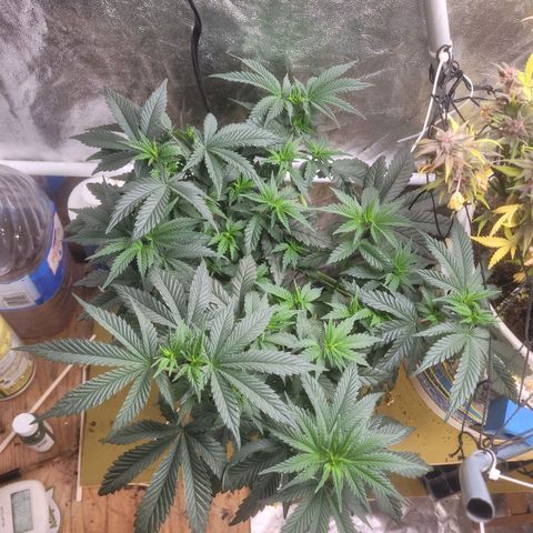Cherry gelato 3  growlog timeline photo