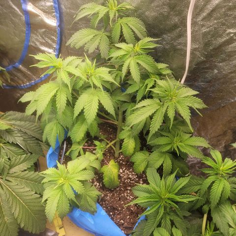 Dosi cookie  growlog timeline photo