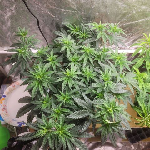 Cherry gelato 3  growlog timeline photo
