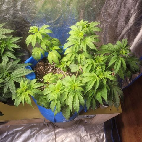 Dosi cookie  growlog timeline photo