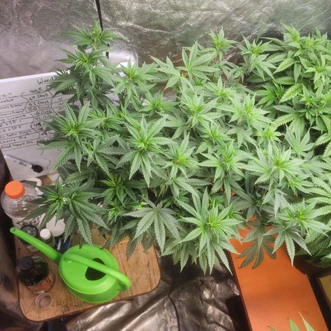 Cherry gelato 3  growlog timeline photo