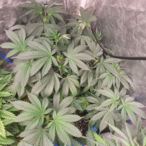 Dosi cookie  growlog timeline photo