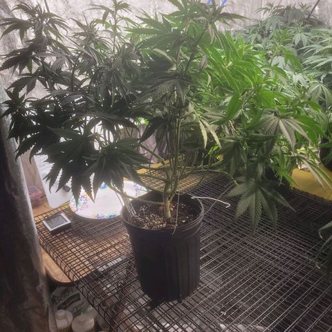 Cherry gelato 3  growlog timeline photo
