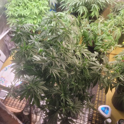Cherry gelato 3  growlog timeline photo