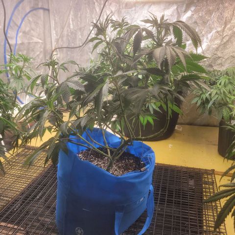 Dosi cookie  growlog timeline photo