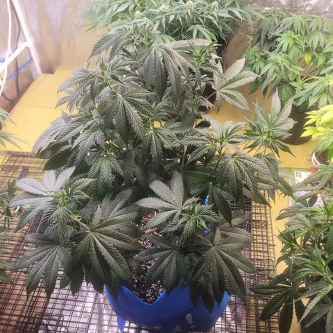 Dosi cookie  growlog timeline photo