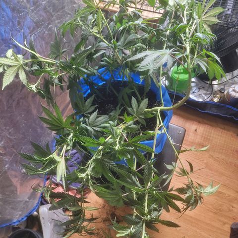 Dosi cookie  growlog timeline photo