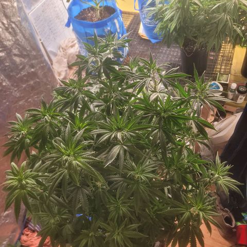 Cherry gelato 3  growlog timeline photo