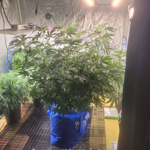 Cherry gelato 3  growlog timeline photo