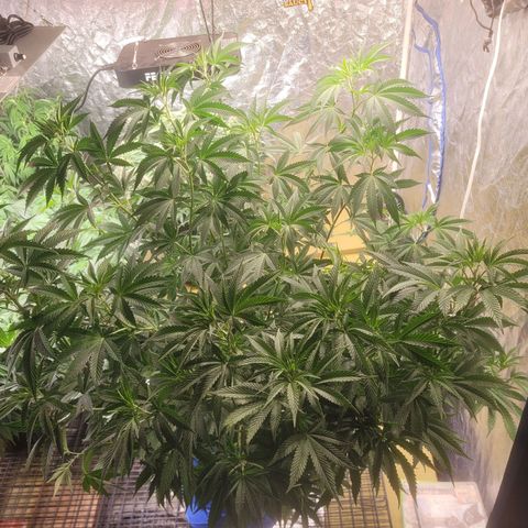 Cherry gelato 3  growlog timeline photo
